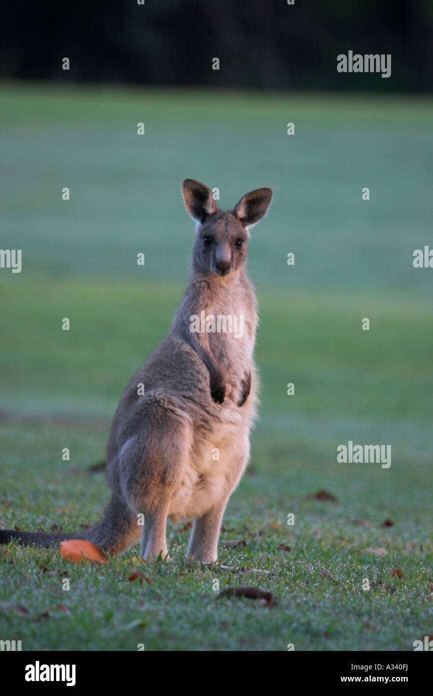 eastern grey kangaroo macropus giganteus, Stock Photo