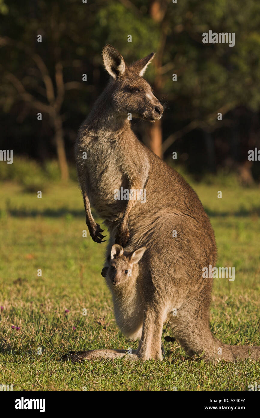 eastern grey kangaroo macropus giganteus, with joey in pouch Stock Photo