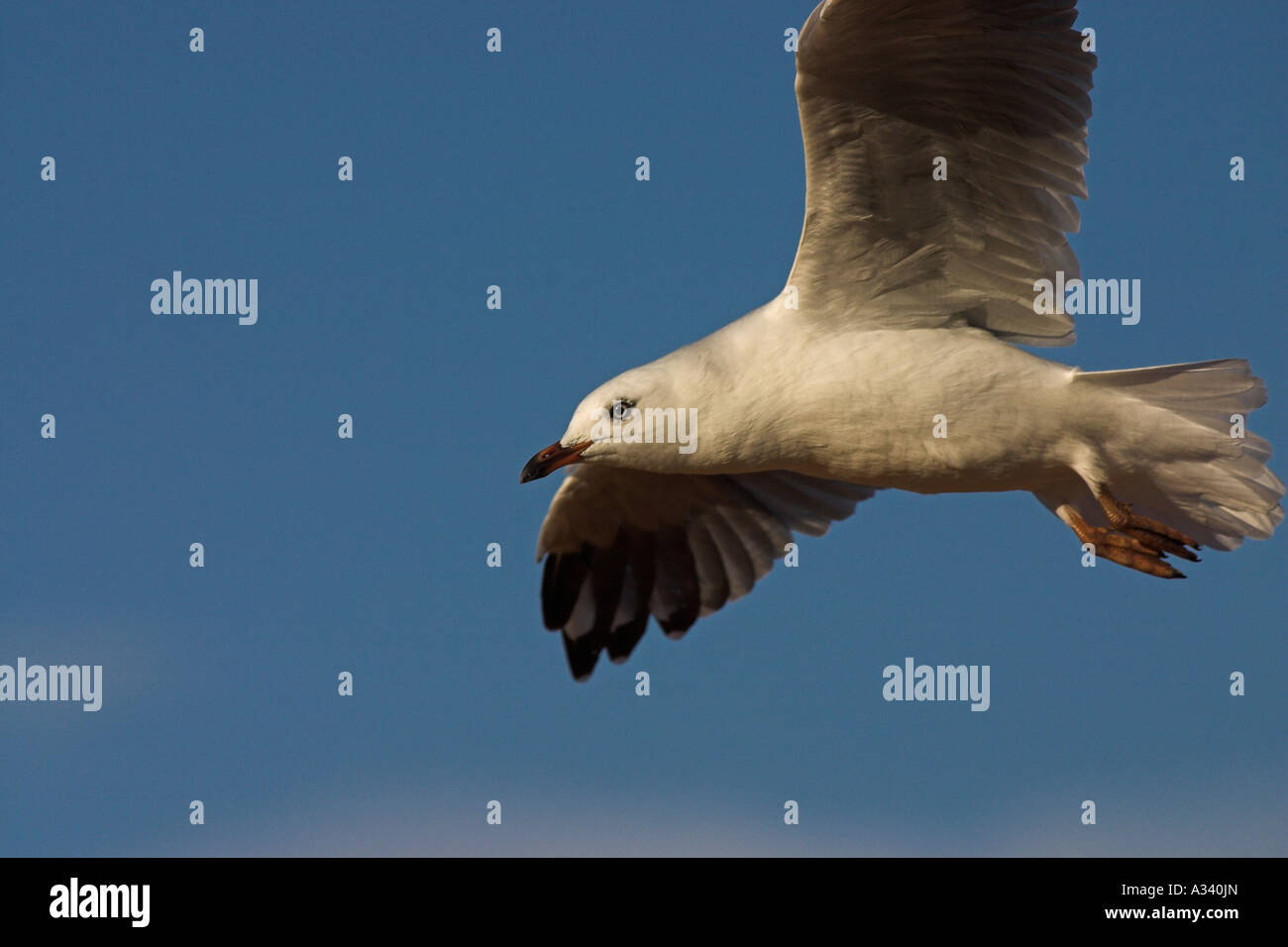 silver gull, larus novaehollandiae in flight Stock Photo