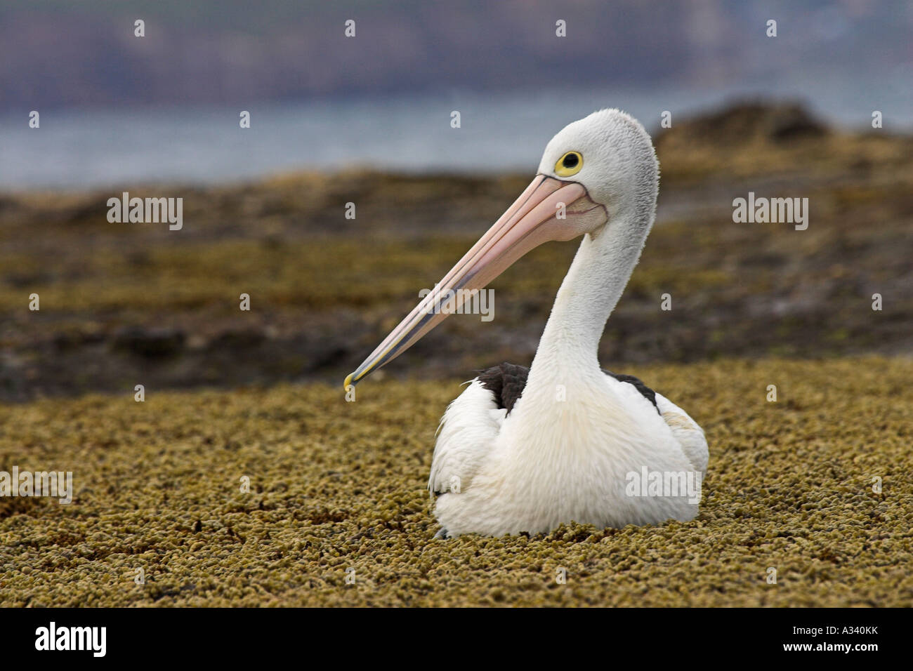 australian pelican, pelecanus conspicillatus, Stock Photo