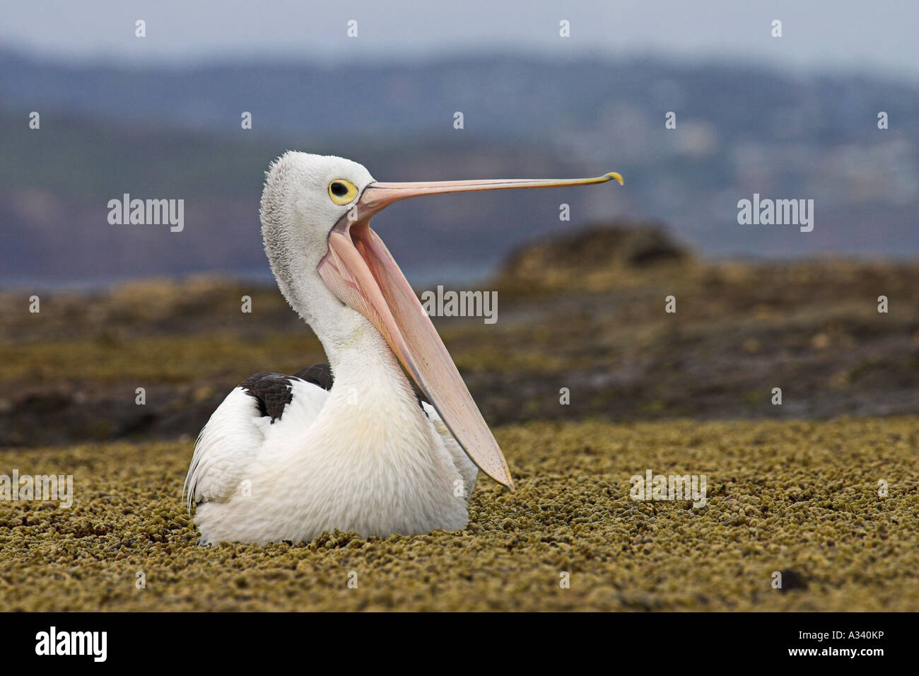 australian pelican, pelecanus conspicillatus, showing open bill Stock Photo