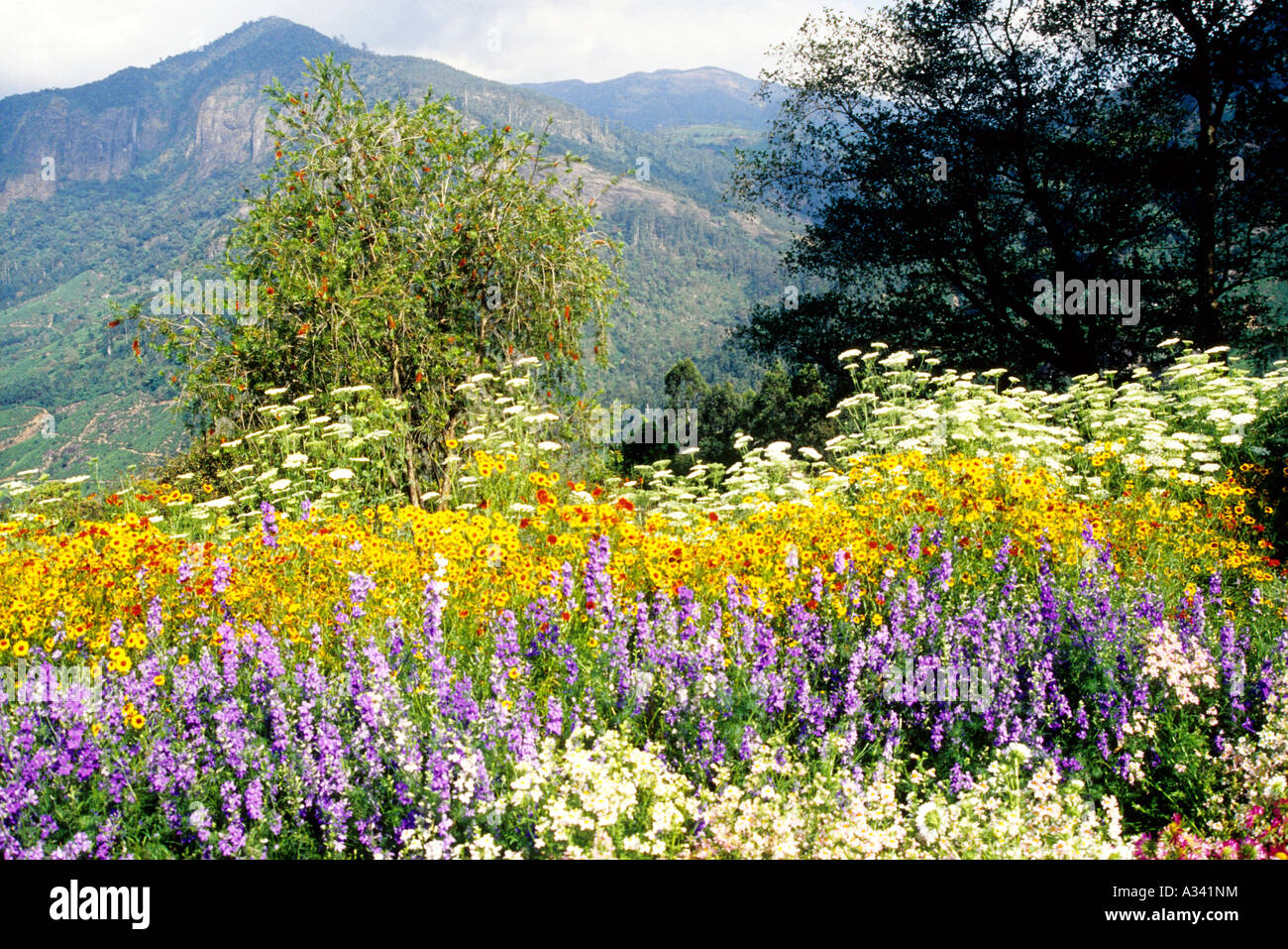 FLOWER GARDEN IN MATTUPETTY MUNNAR KERALA Stock Photo Alamy