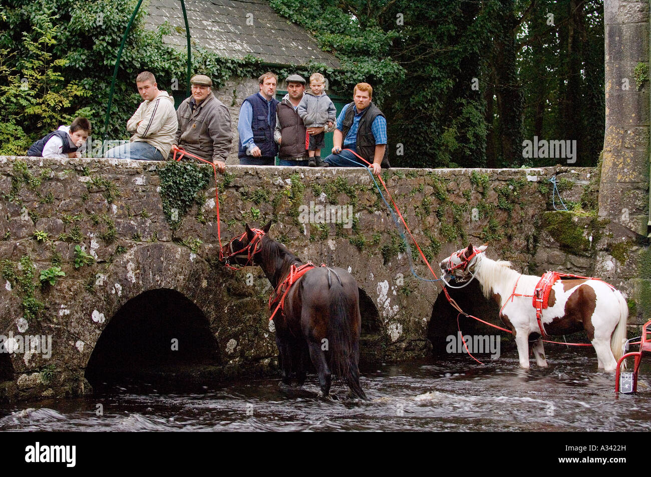 Trotting horses from Ballinasloe Fair refresh in river by Thoor Ballylee, once home of poet W.B.Yeats, near Gort, Galway Ireland Stock Photo