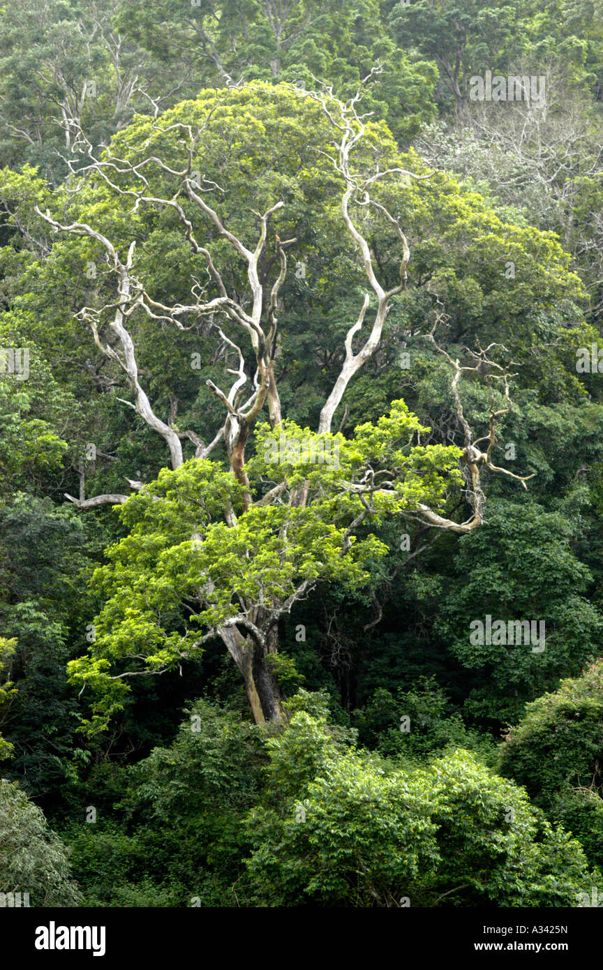 JUNGLE SCENE OF PERIYAR TIGER RESERVE THEKKADY Stock Photo - Alamy