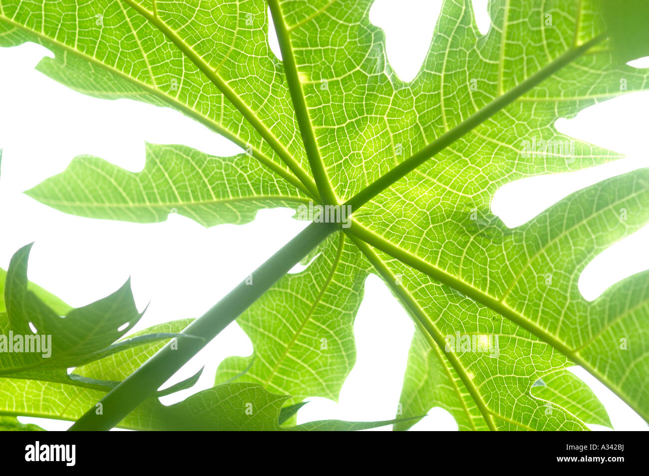 PAPAYA LEAVES Stock Photo Alamy