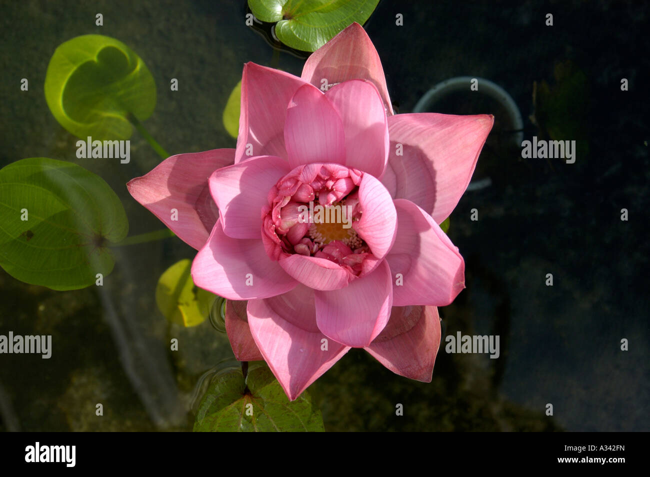 LOTUS FLOWER Stock Photo