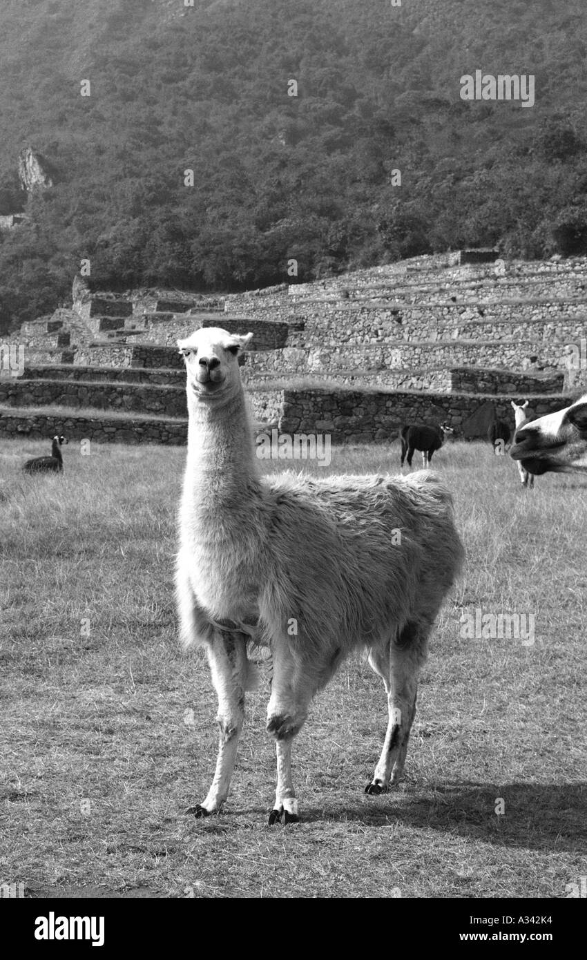 White llamas Black and White Stock Photos & Images Alamy