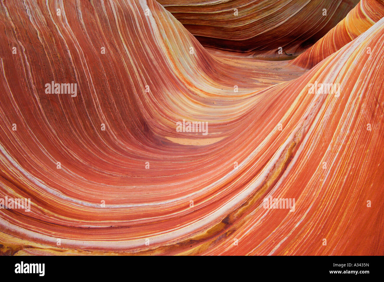 The wind eroded sandstone layers of The Wave, Vermillion Wilderness ...
