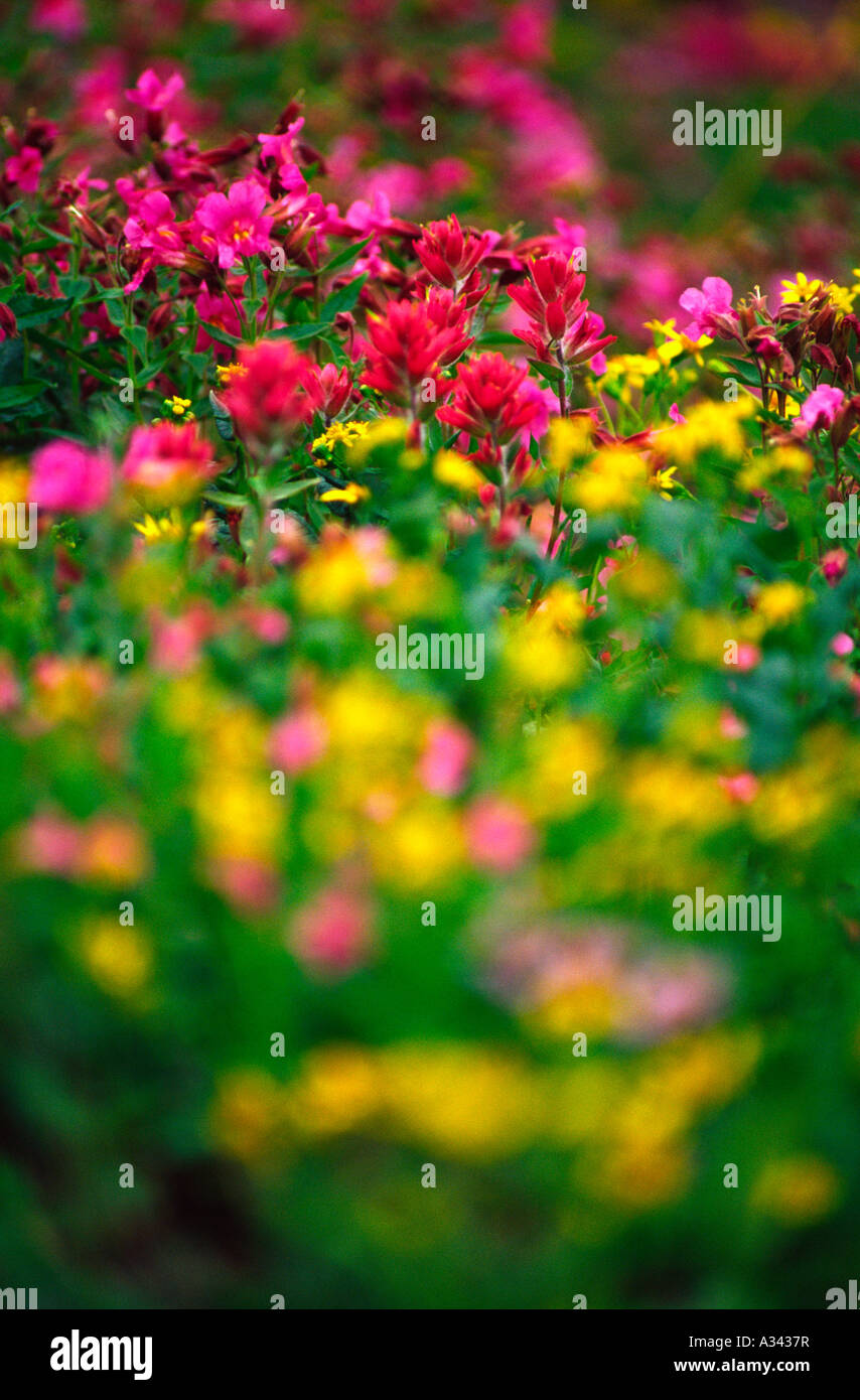 summer wildflowers at Logan Pass, Glacier National Park, Montana Stock ...