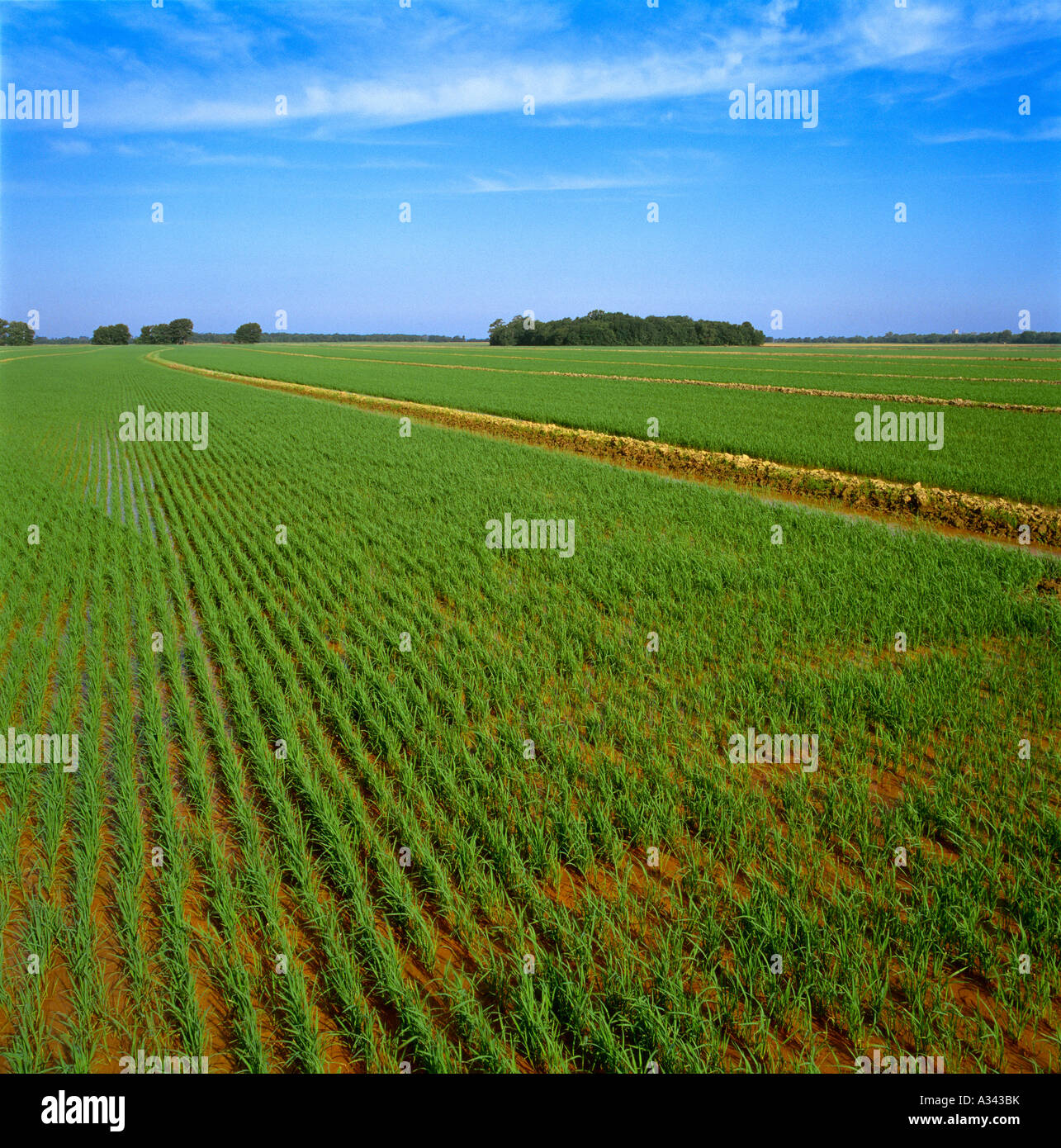 Agriculture - A large field of early growth rice plants during flood (irrigated) stage  / near Parkin, Arkansas, USA. Stock Photo