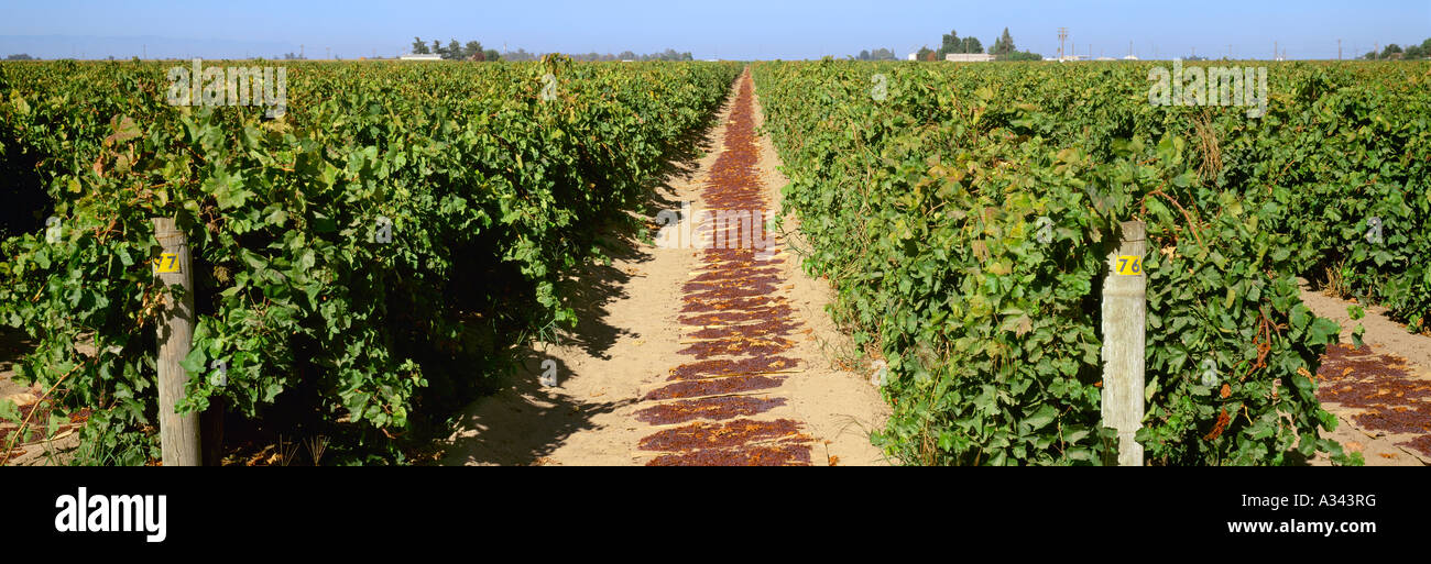 Agriculture Raisin grape vineyard in late summer w/ harvested grapes