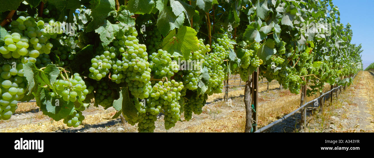 Shipley Kiwi Sinis Agriculture - Mature Thompson Seedless table grapes on the vine shortly  before harvest / Fresno County, California, USA Stock Photo - Alamy