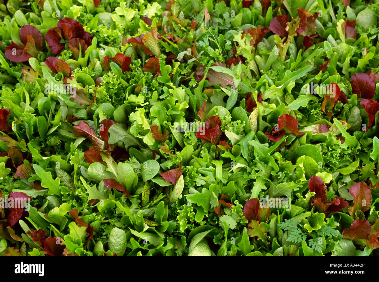 Spring Mix Letuce Healthy food mix lettuce hi-res stock photography and images - Alamy
