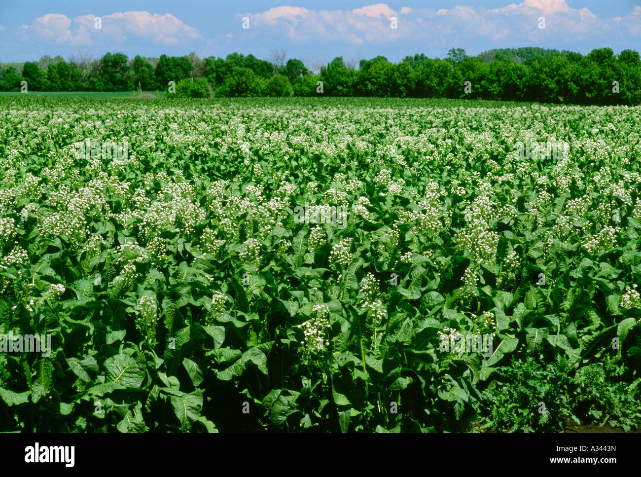 Agriculture Field of commercial horseradish in full bloom / Portage