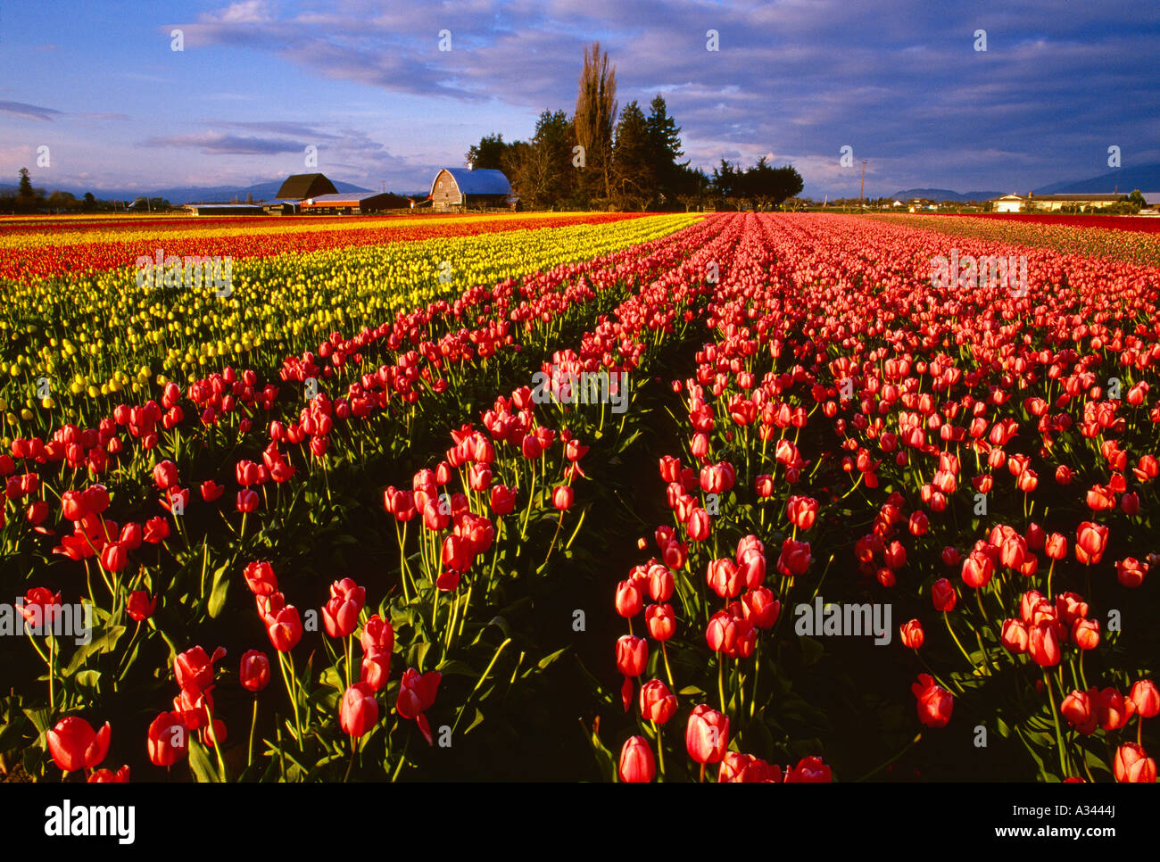 Rows of vibrant pink yellow and red tulips at a commercial flower farm ...