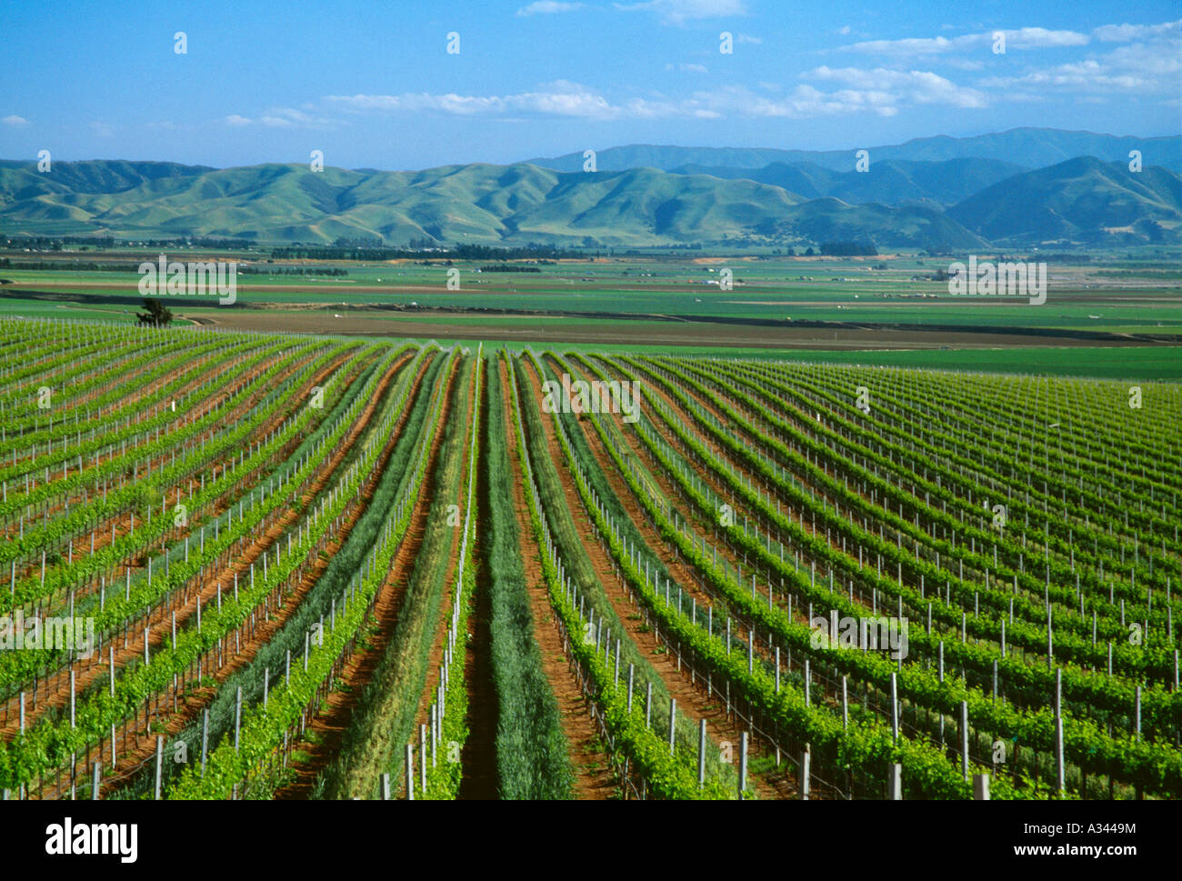 Wine grape vineyard showing early Spring foliage growth with grassy row