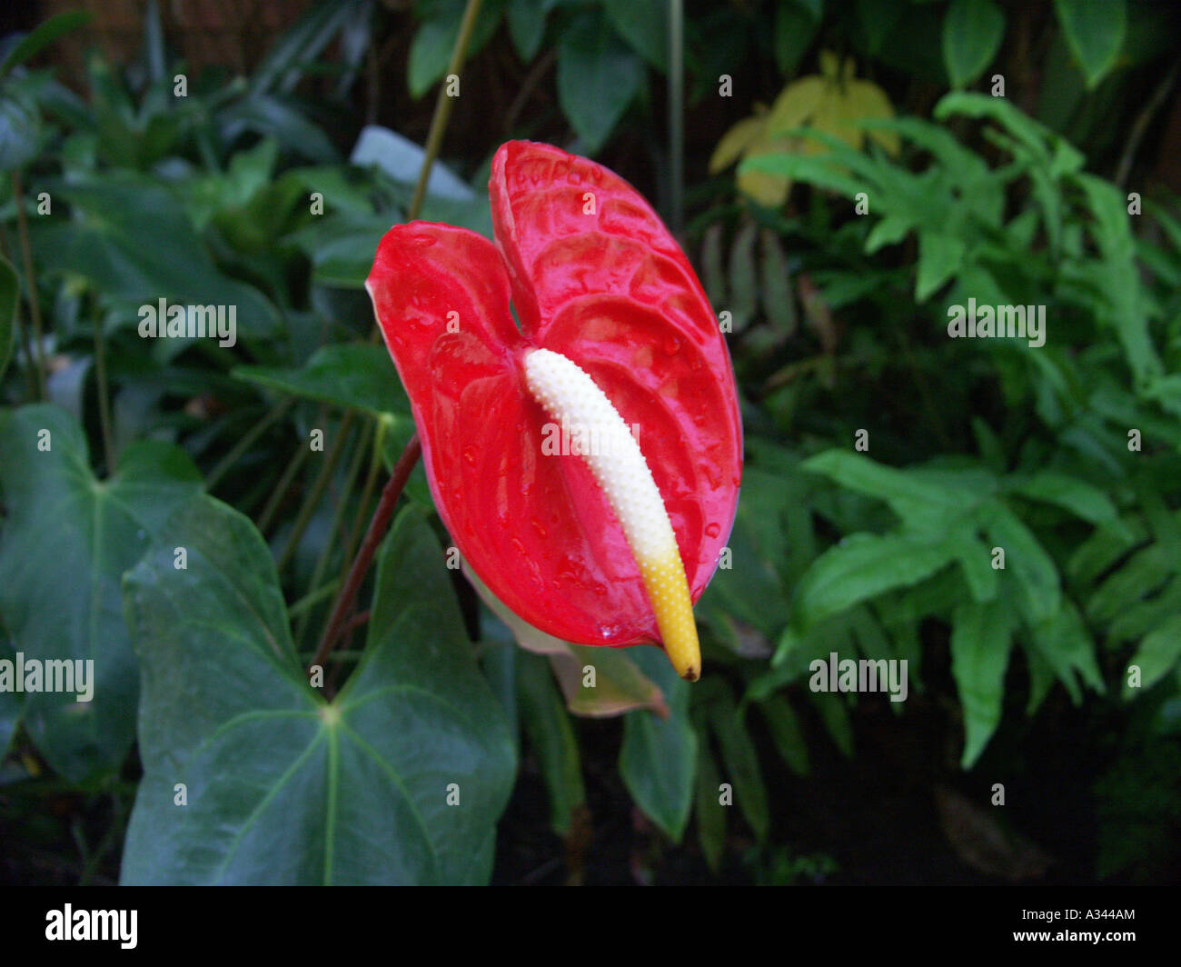 Anthurium Andreanum also known as Flamingo Flower, Flamingo Lily Stock Photo