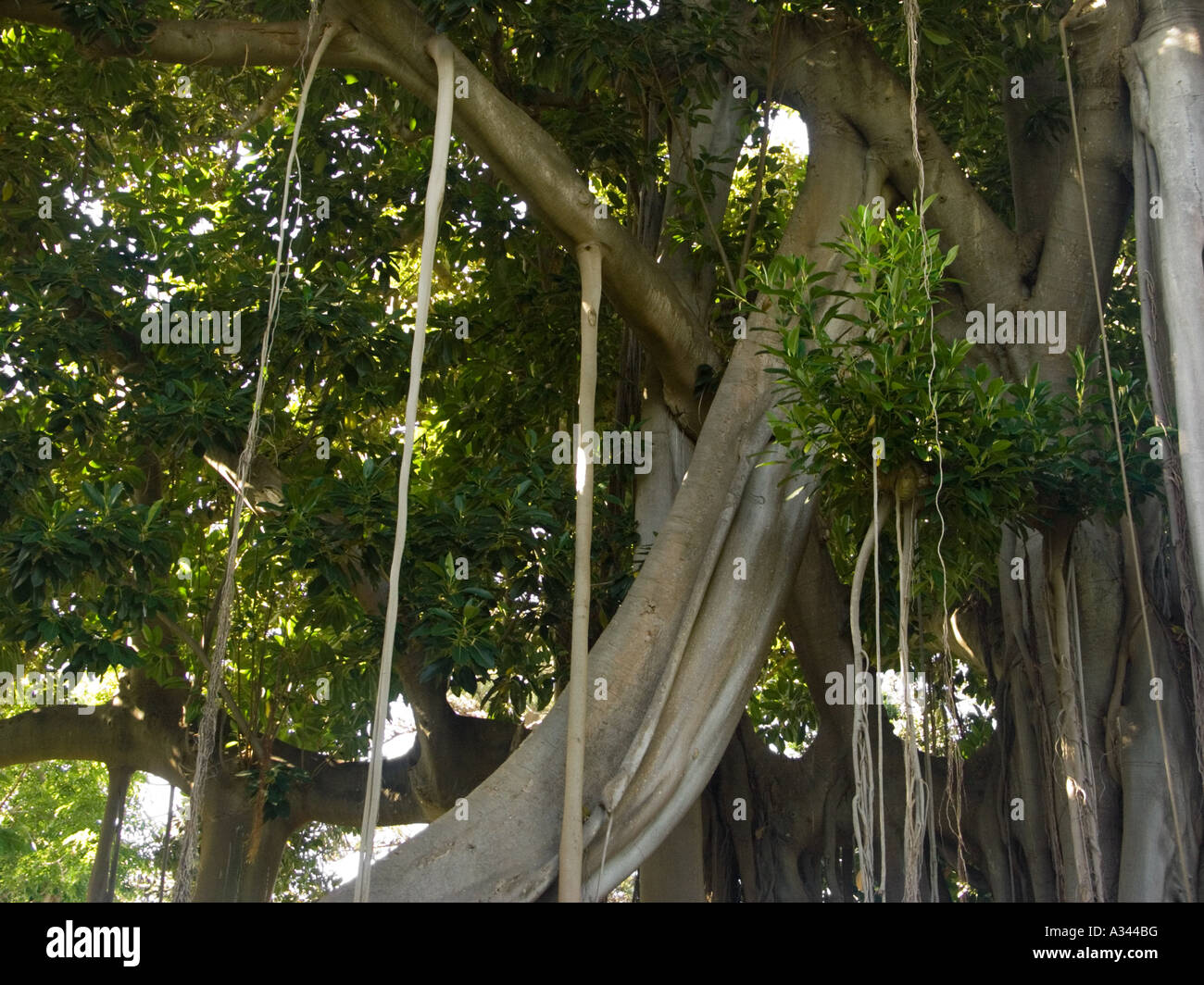 Coussapoa Dealbata also known as Rubber Tree, Ficus Macrophylla Stock Photo