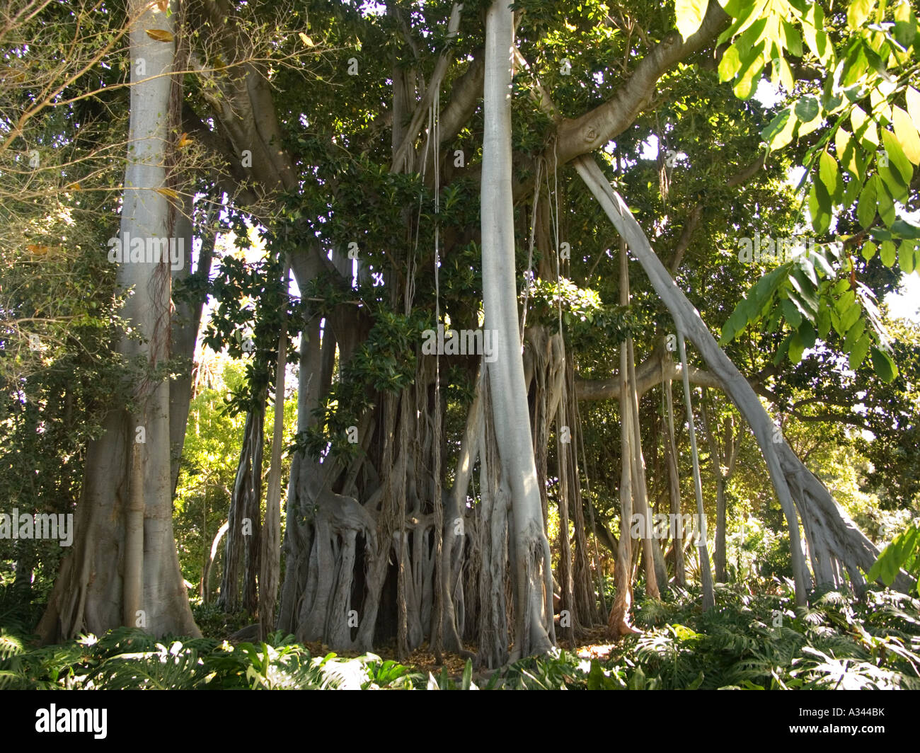 Coussapoa Dealbata also known as Rubber Tree, Ficus Macrophylla Stock Photo