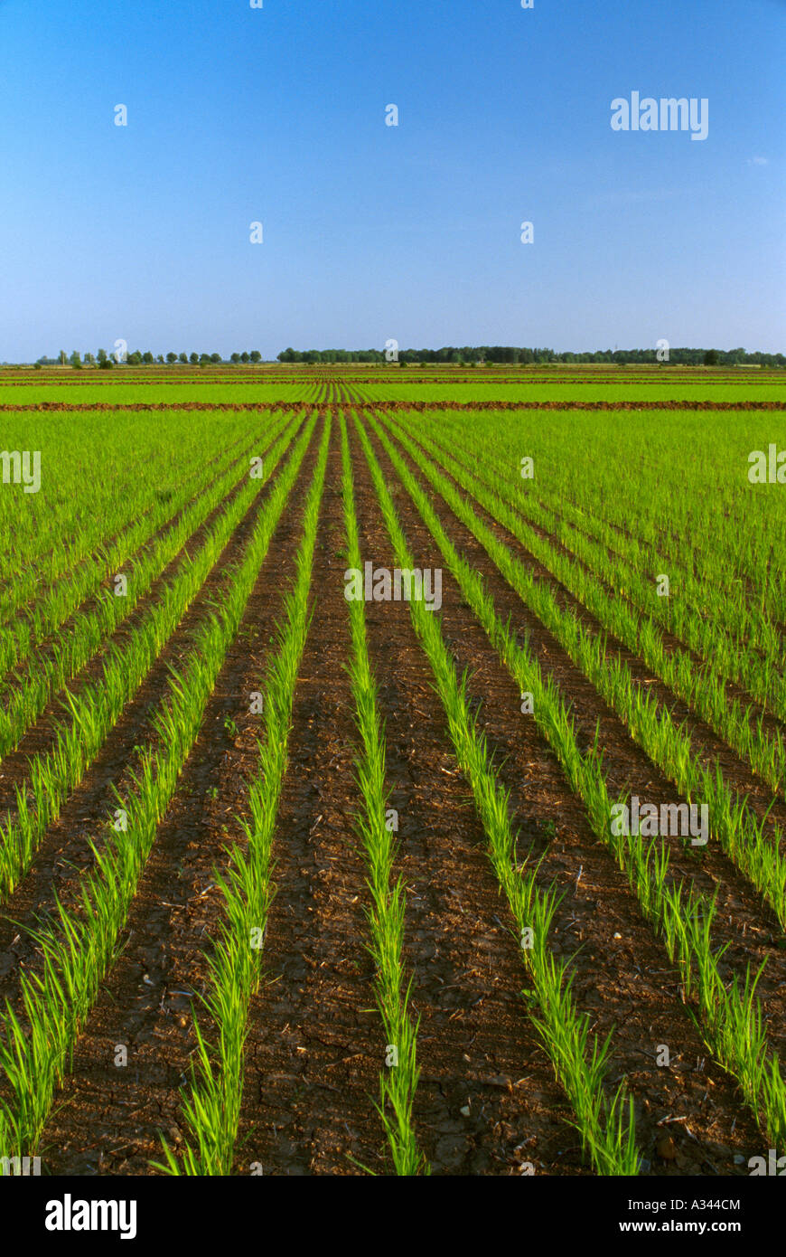 Early Rice Field Arkansas rice fields hi-res stock photography and images - Alamy