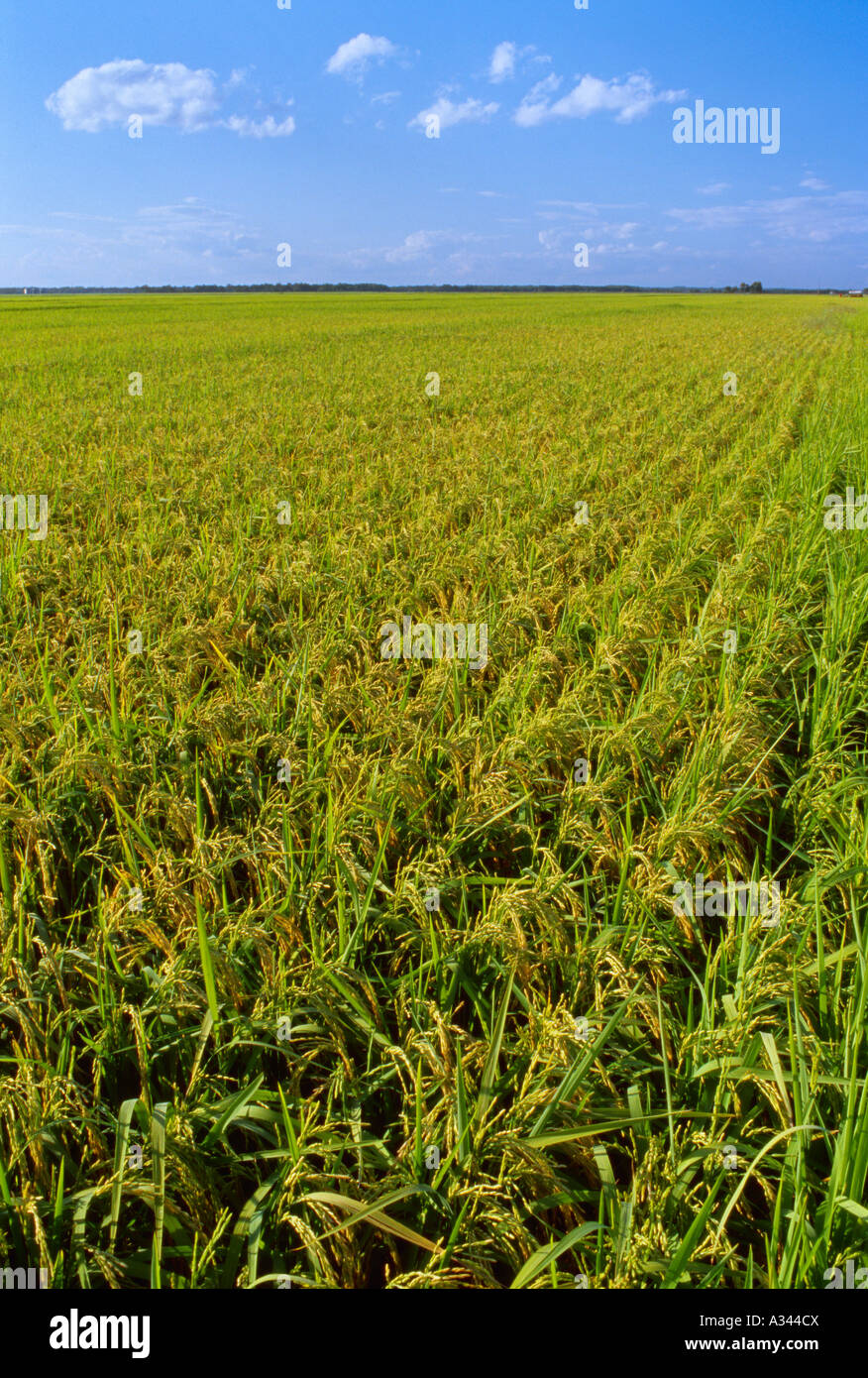 Agriculture - Field of mid growth rice plants with fully formed heads ...