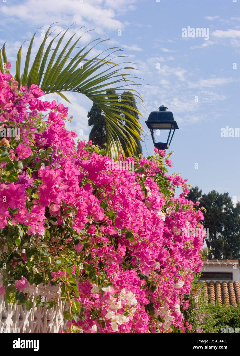 Deep pink Bougainvilea on a white wall, Tenerife Stock Photo