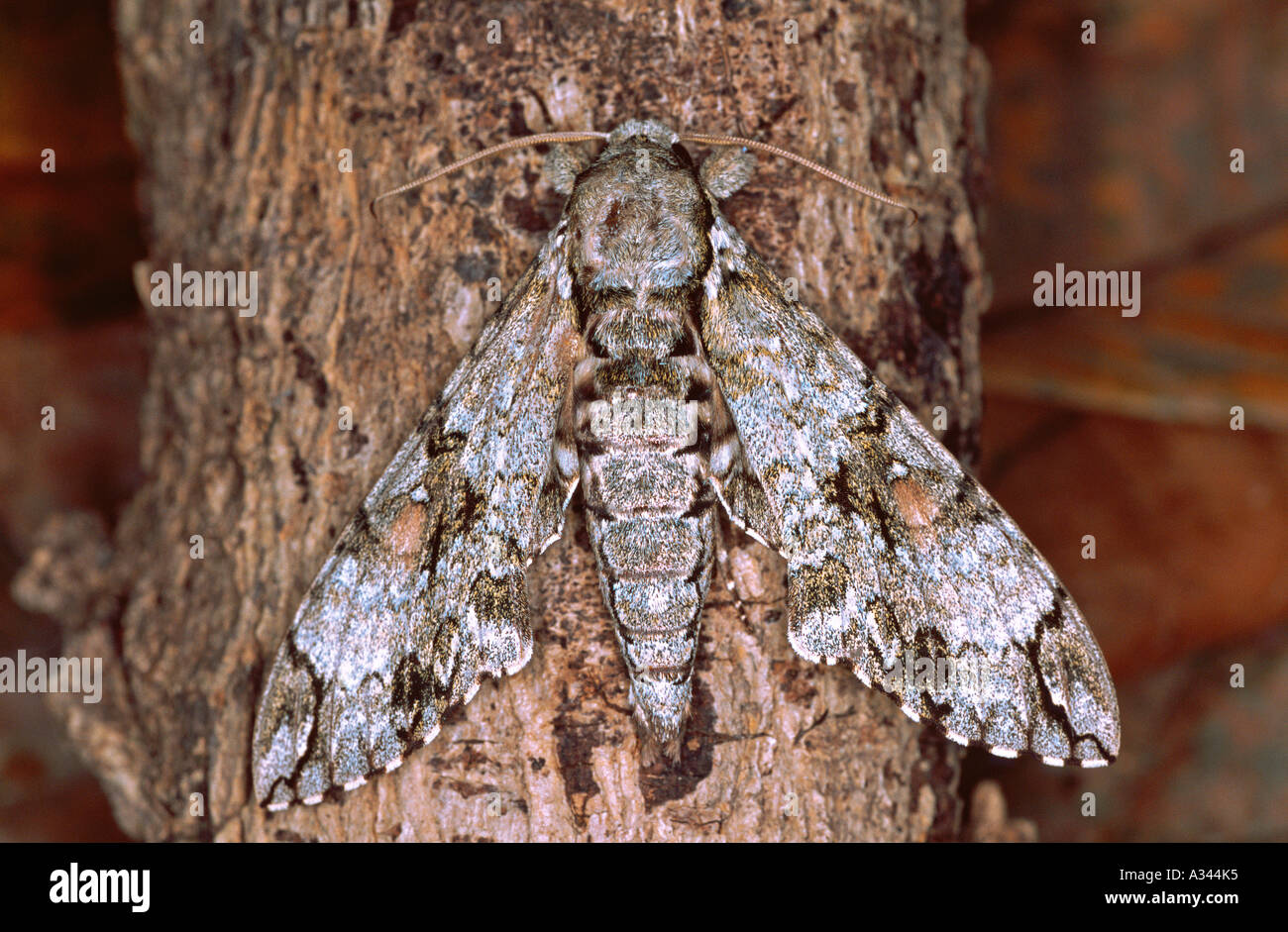 Moth Manduca florestan Nicaragua Stock Photo
