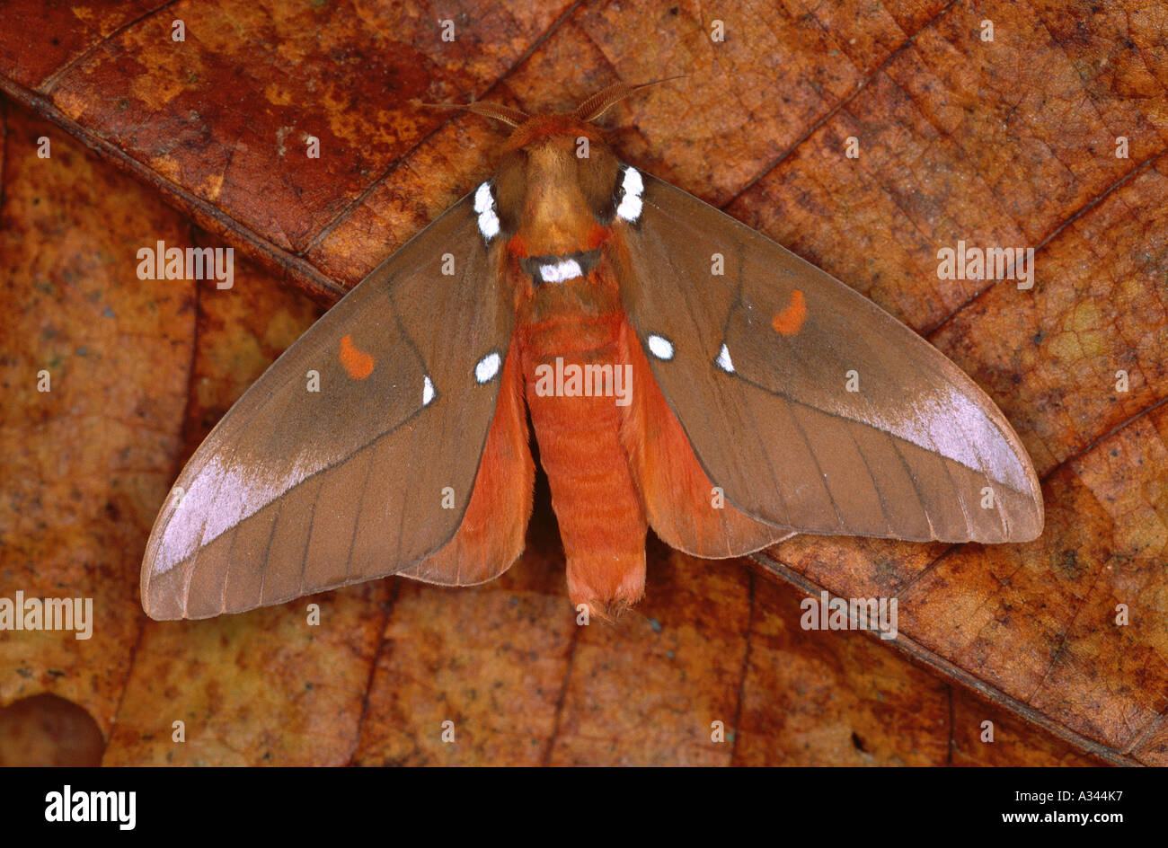 Schausiella santarosensis moth Nicaragua Stock Photo