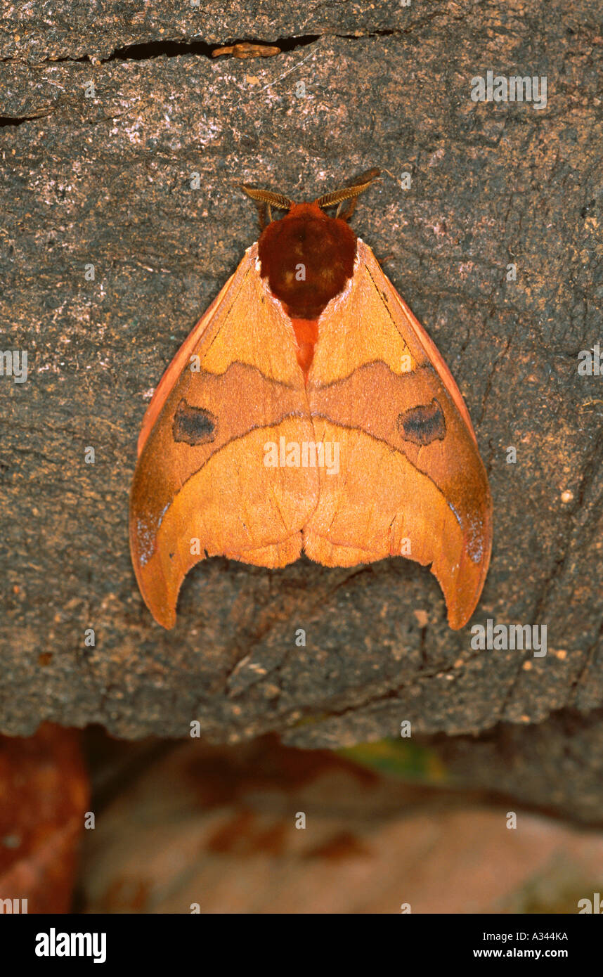 Automeris hamata moth Nicaragua Stock Photo