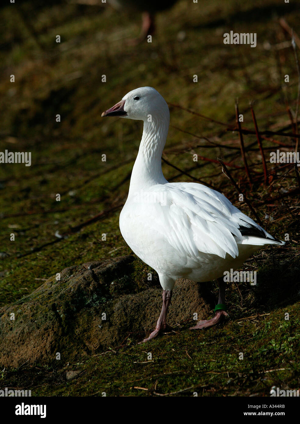 Snow Goose, (Anser caerulescens), Holyrood Park, Edinburgh, Scotland Stock Photo Alamy