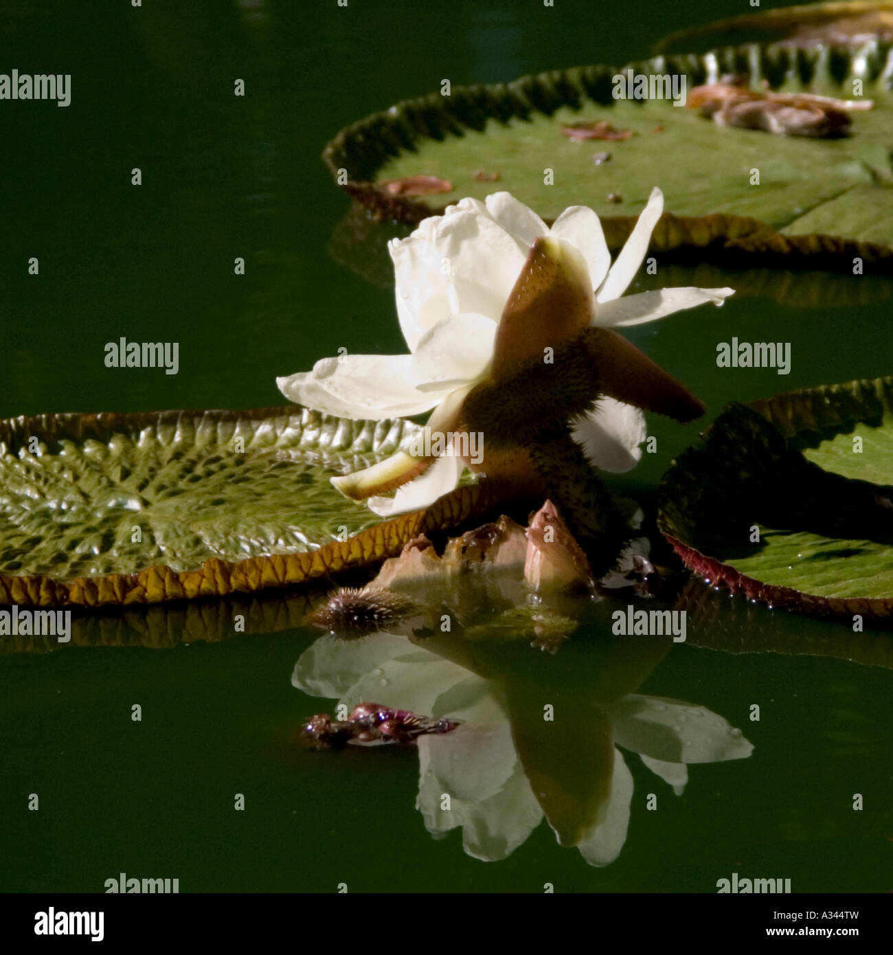 Victoria Water Lily reflected Stock Photo