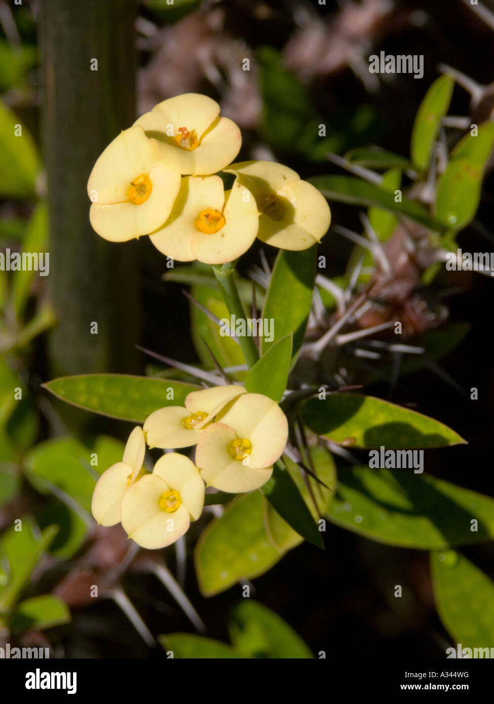 Euphorbia Milii Lutea Stock Photo