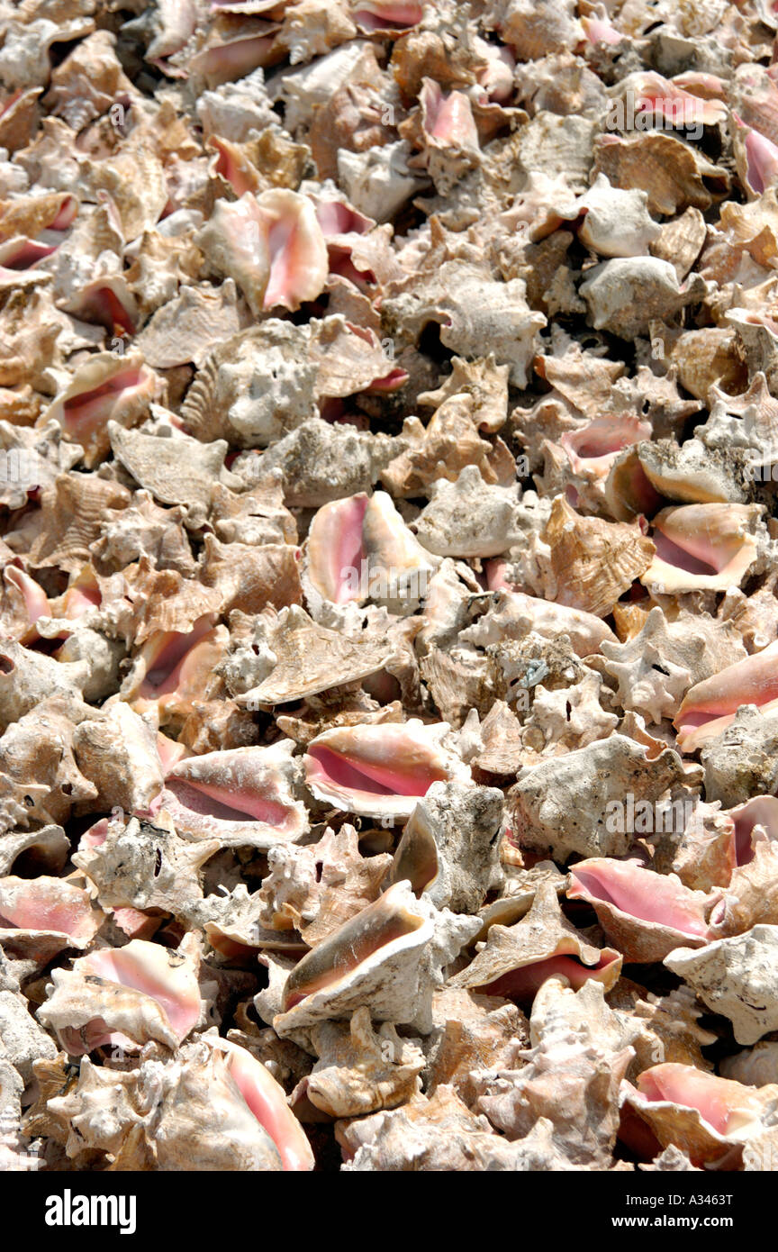 Conch shells on Providenciales island Turks and Caicos Islands British West Indies Caribbean Stock Photo
