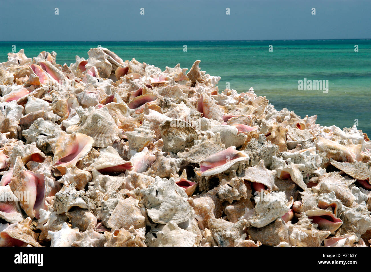 Conch shells and turquoise water of Providenciales Turks and Caicos Islands British West Indies Caribbean Stock Photo