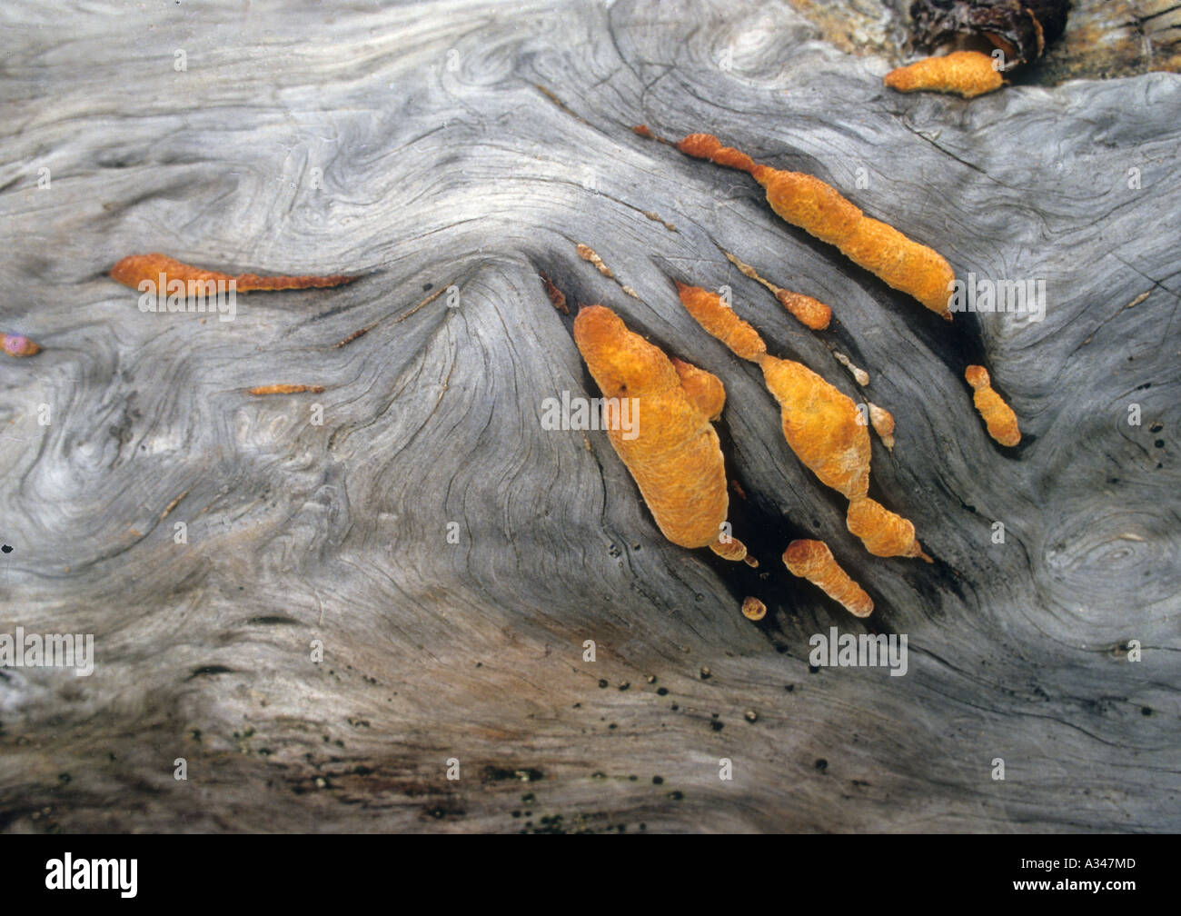 A strange orange fungus grows on a fallen log in a rain forest in ...