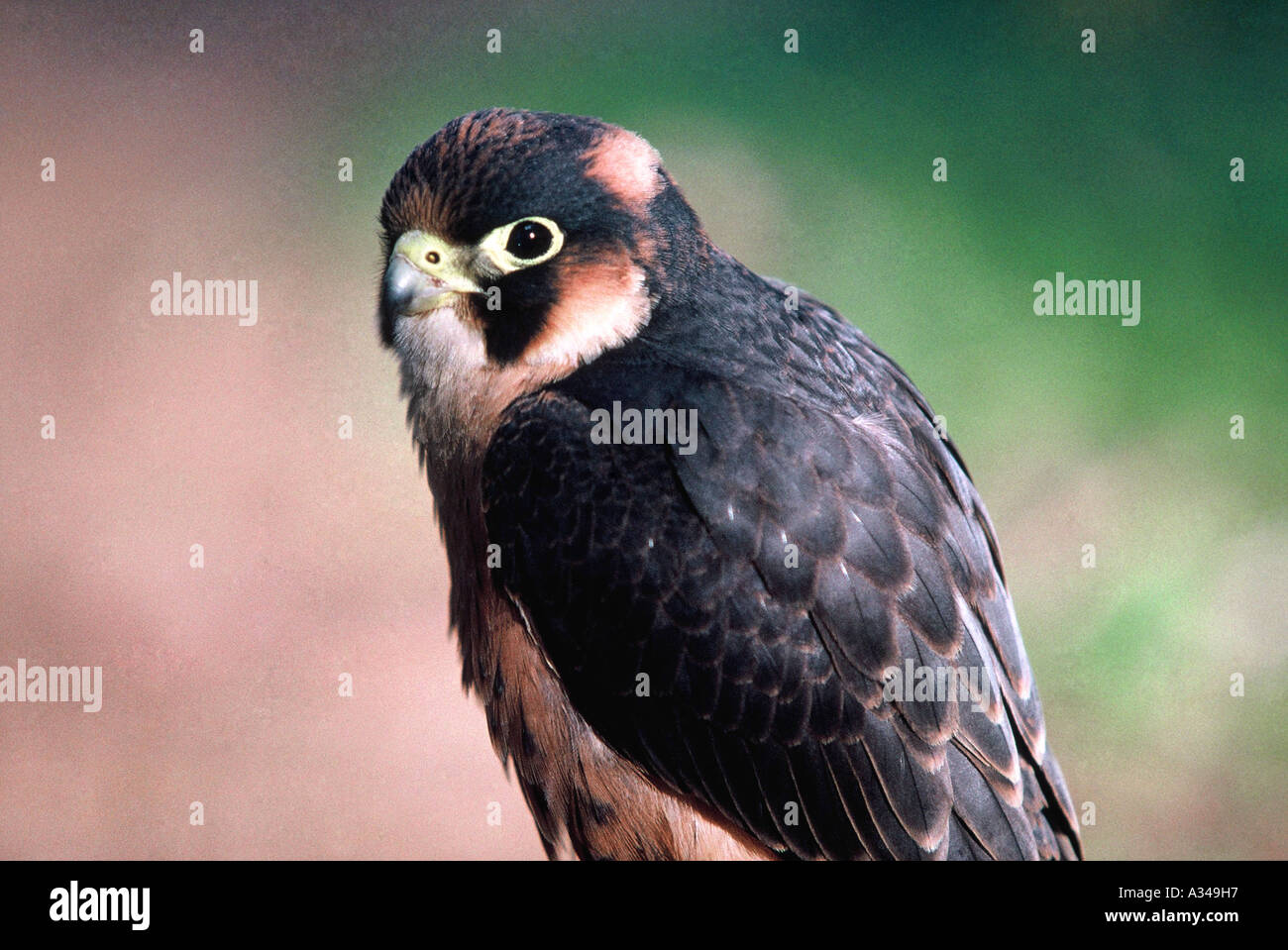 Taita Falcon, Falco fasciinucha Stock Photo
