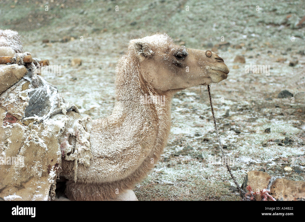 Bactrian camel snow hi-res stock photography and images - Alamy