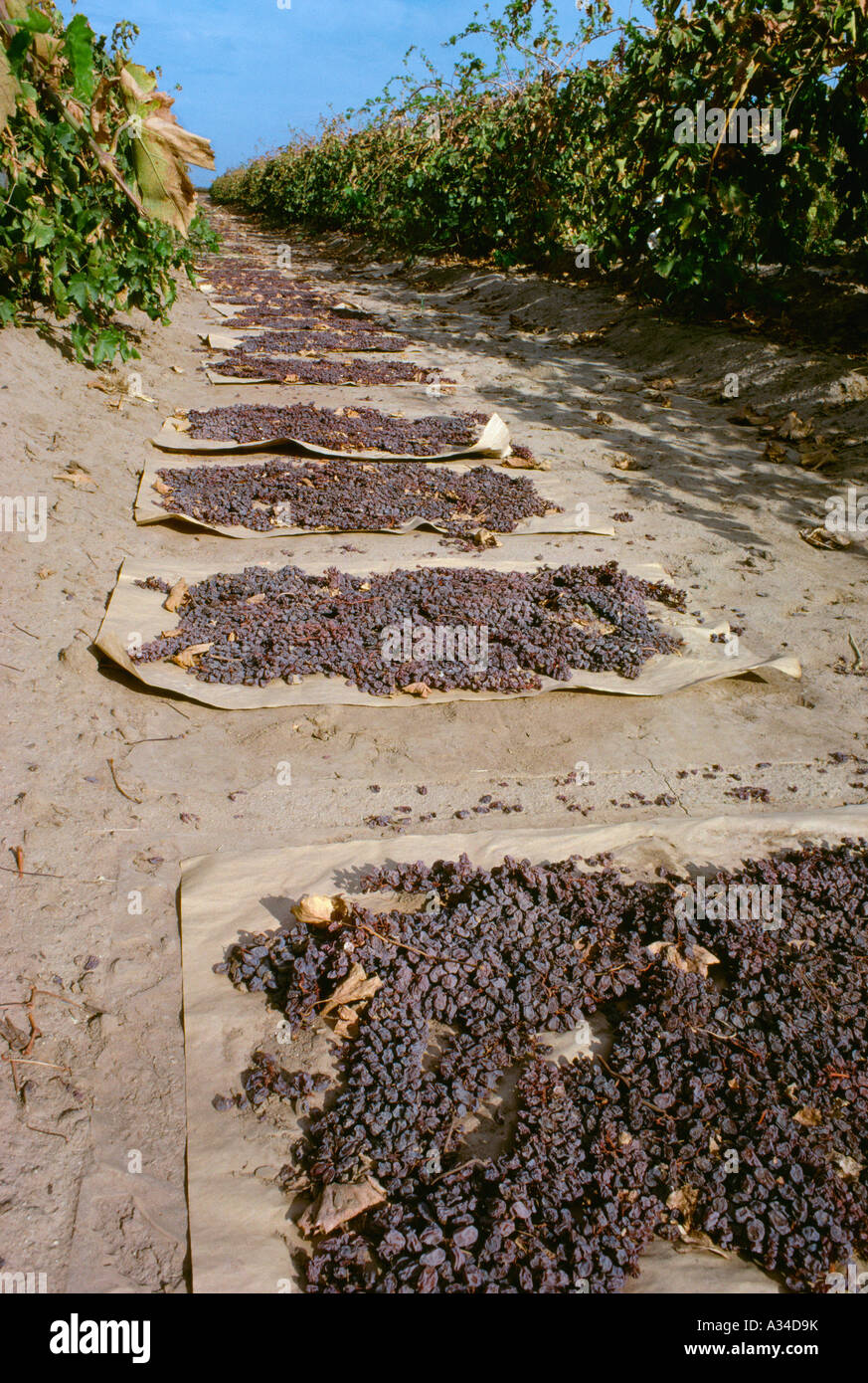 Agriculture Thompson Seedless raisin grape vineyard with grapes laid