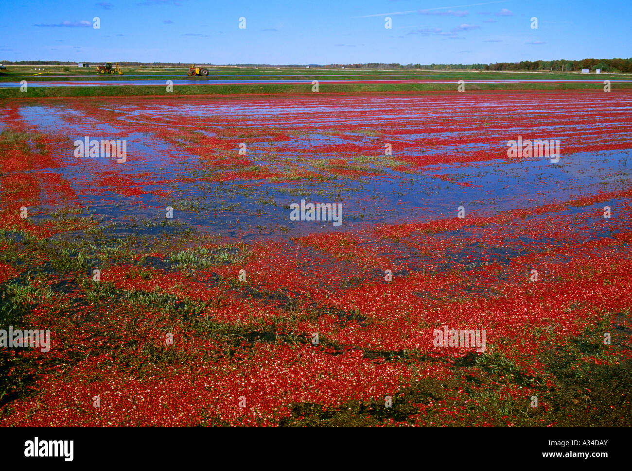 Agriculture Ripe cranberries in a bog ready for harvest / Valley