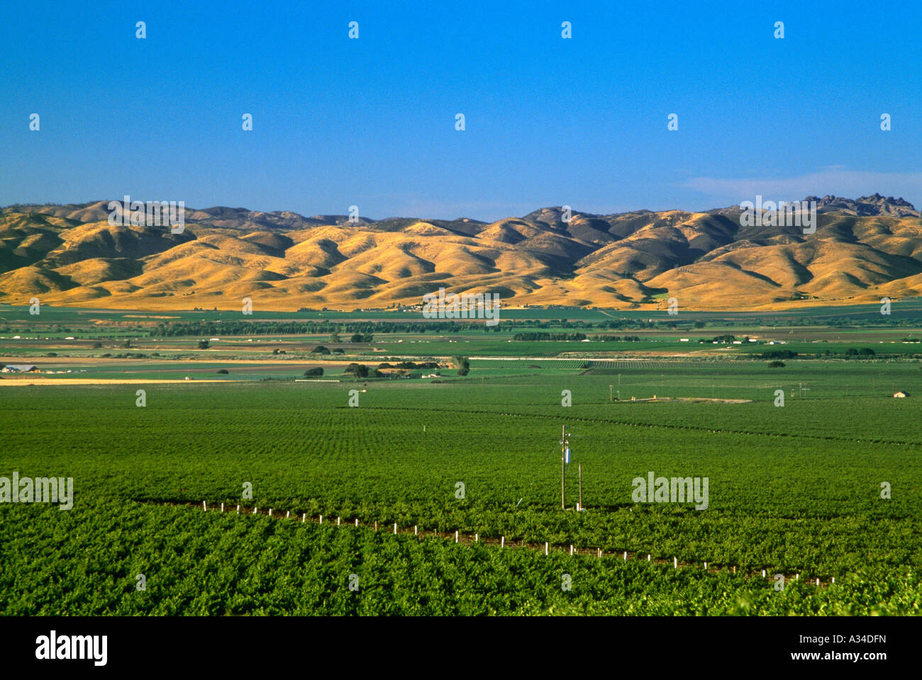 Agriculture Wine grape vineyard in mid summer / Salinas Valley