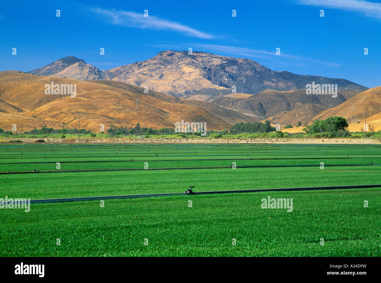 Agriculture - Grass growing at a turf grass nursery / Salinas Valley ...