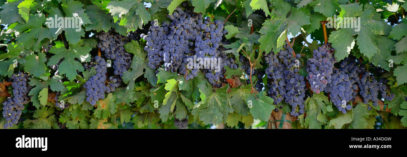 Agriculture Ripe clusters of Rubier table grapes on the vine / Fresno