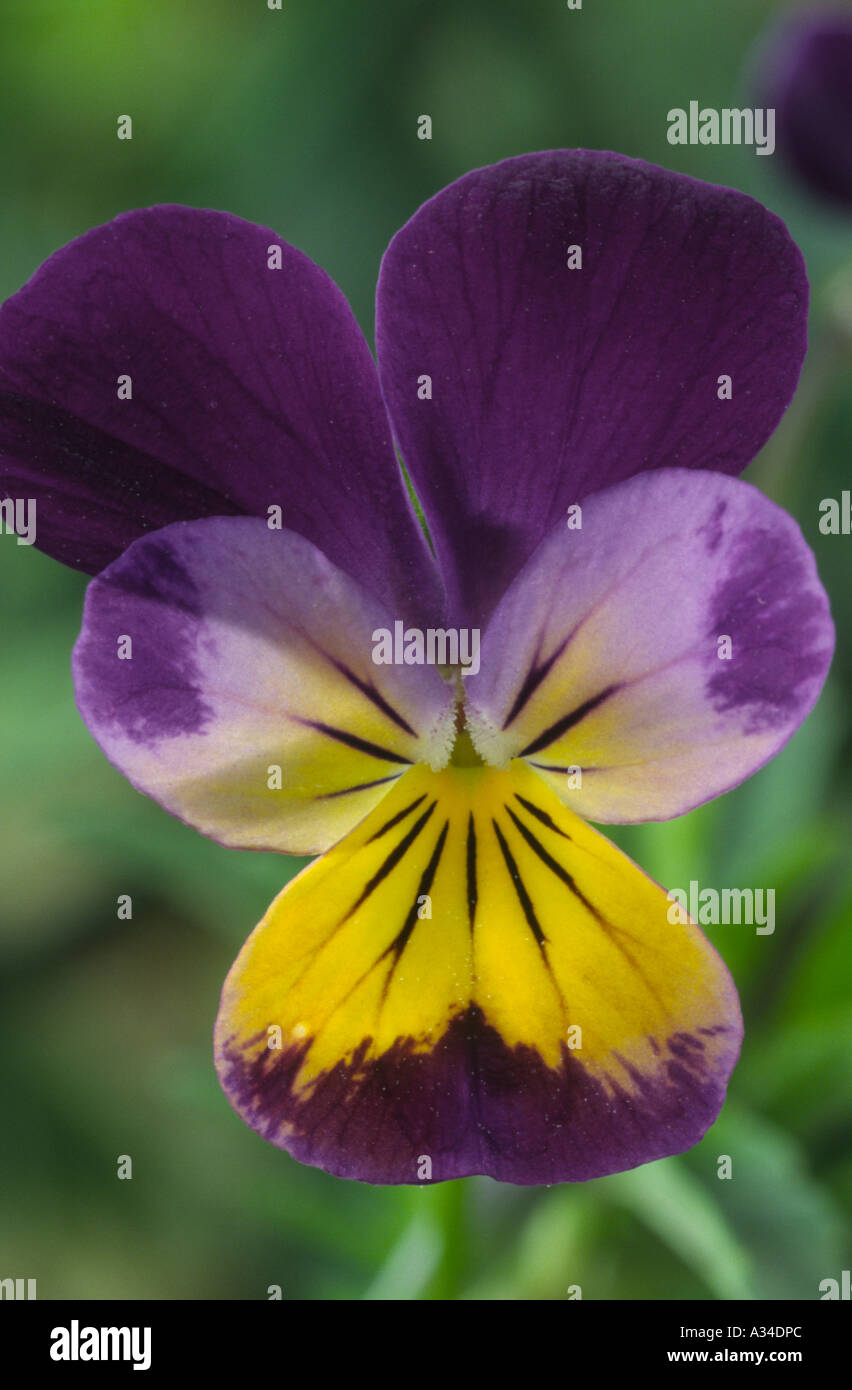 Viola tricolor. Heartsease, Love-in-idleness, Wild pansy. Stock Photo