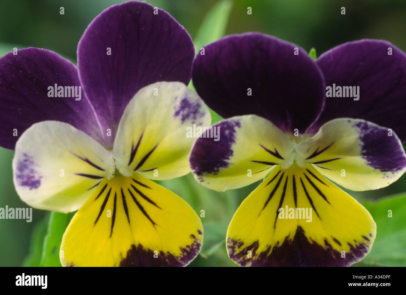 Viola tricolor. Heartsease, Love-in-idleness, Wild pansy. Stock Photo