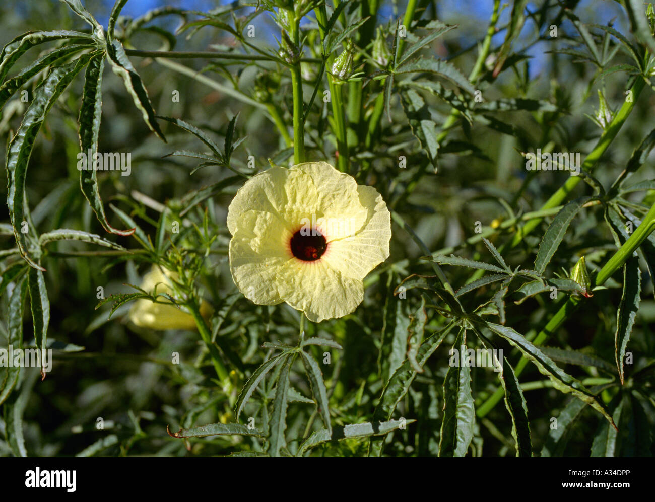 Agriculture Blossom of a Kenaf plant / Tennessee, USA Stock Photo Alamy
