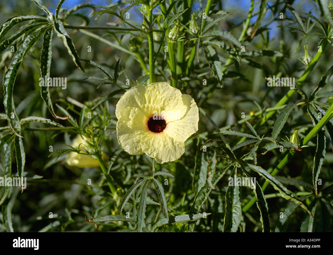 Kenaf plant hi-res stock photography and images - Alamy