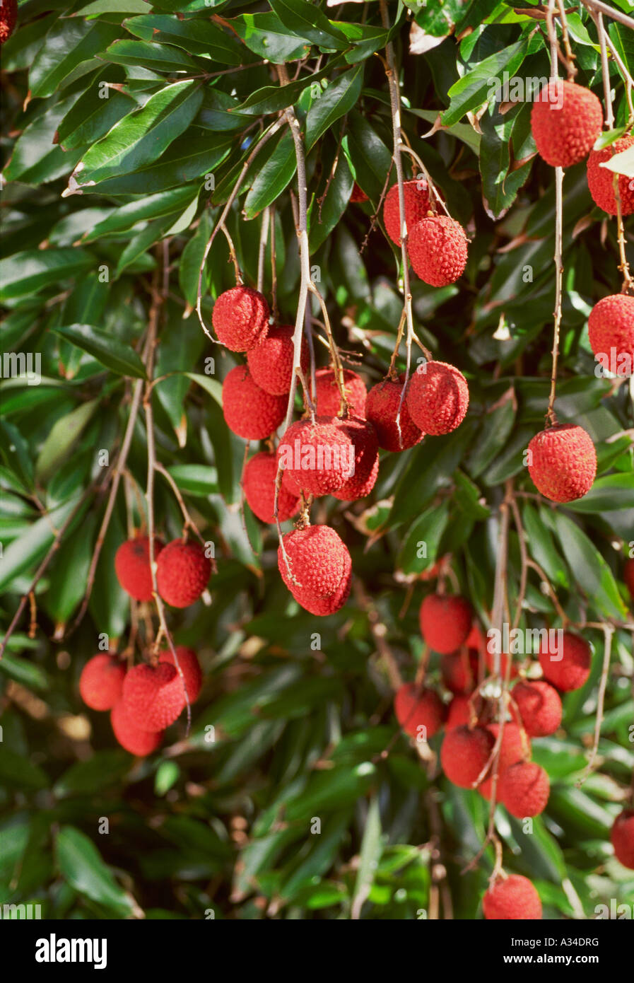 Agriculture - Lychee on the tree a tropical fruit / Florida, USA. Stock Photo