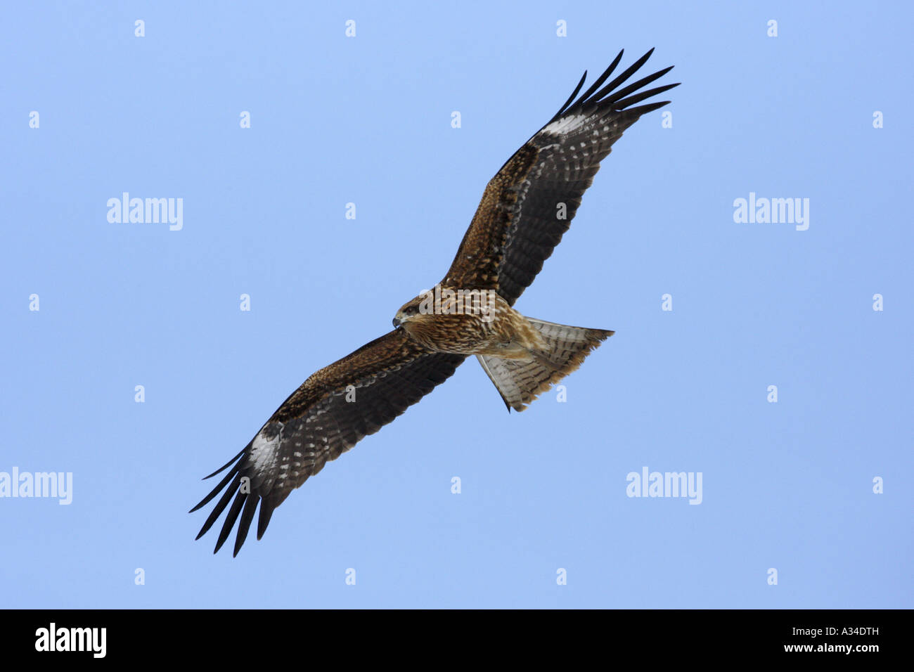 Black Kite banking Stock Photo Alamy