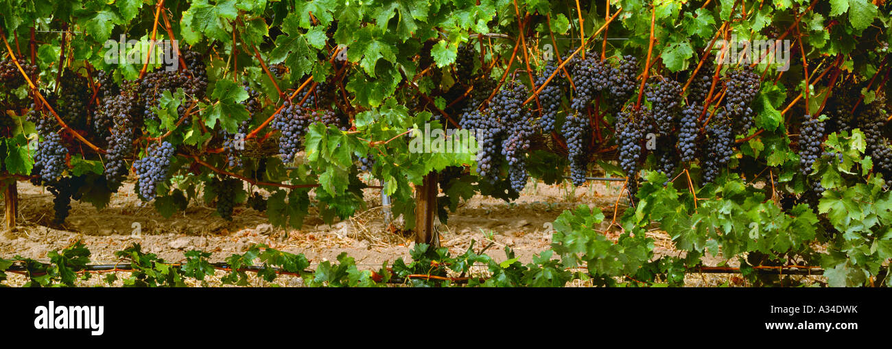 Agriculture Clusters of ripe Merlot grapes on the vine ready for