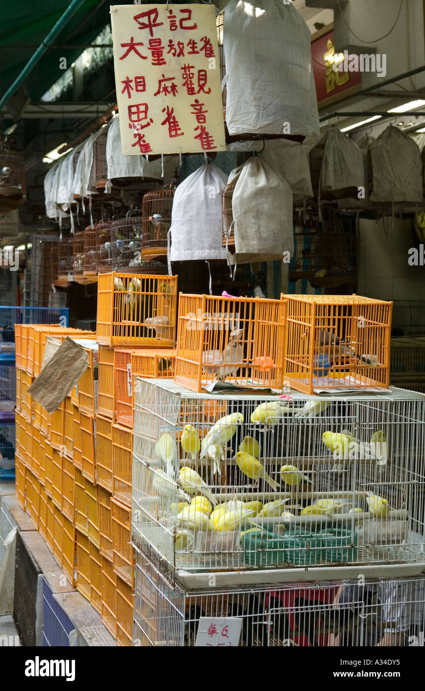 Caged birds for sale in Bird market, Hong Kong, China. Stock Photo